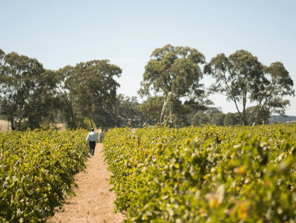 ヴィンヤード・グラント・バージ