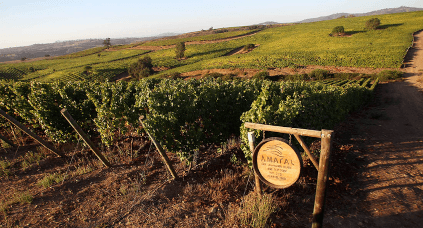 アマラル・エステートのブドウ畑 アマラル・エステートのブドウ畑