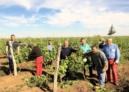 レ・マンフレディーニでの収穫