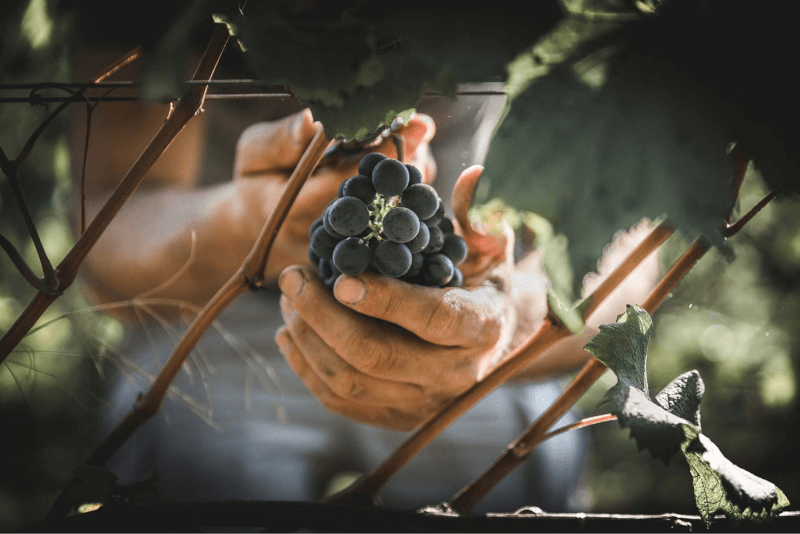 デ・ヴェスコヴィ・ウルツバッハ・ヴィンテージ