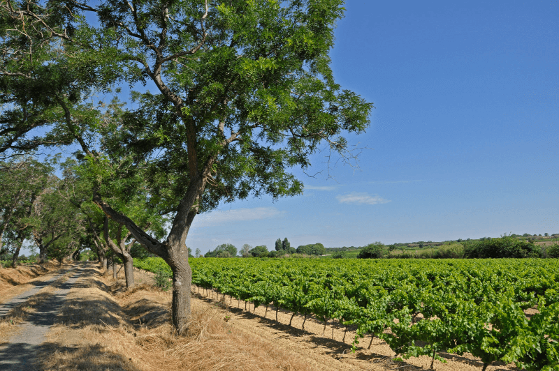 ドメーヌ・モントローズのブドウ畑を望む