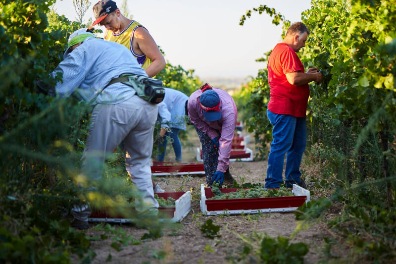 カンティーネ・サン・マルツァーノの収穫