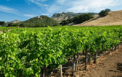 S.L.V.のブドウ畑