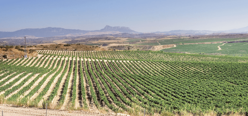 ボデガス・カンピージョのブドウ畑