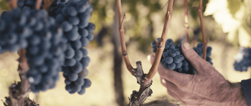 ビオンディ＝サンティのブドウ