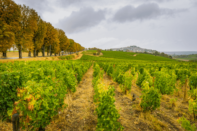 サンセール周辺地域 サンセール周辺地域