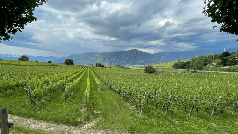 Südtiroler Weinberge