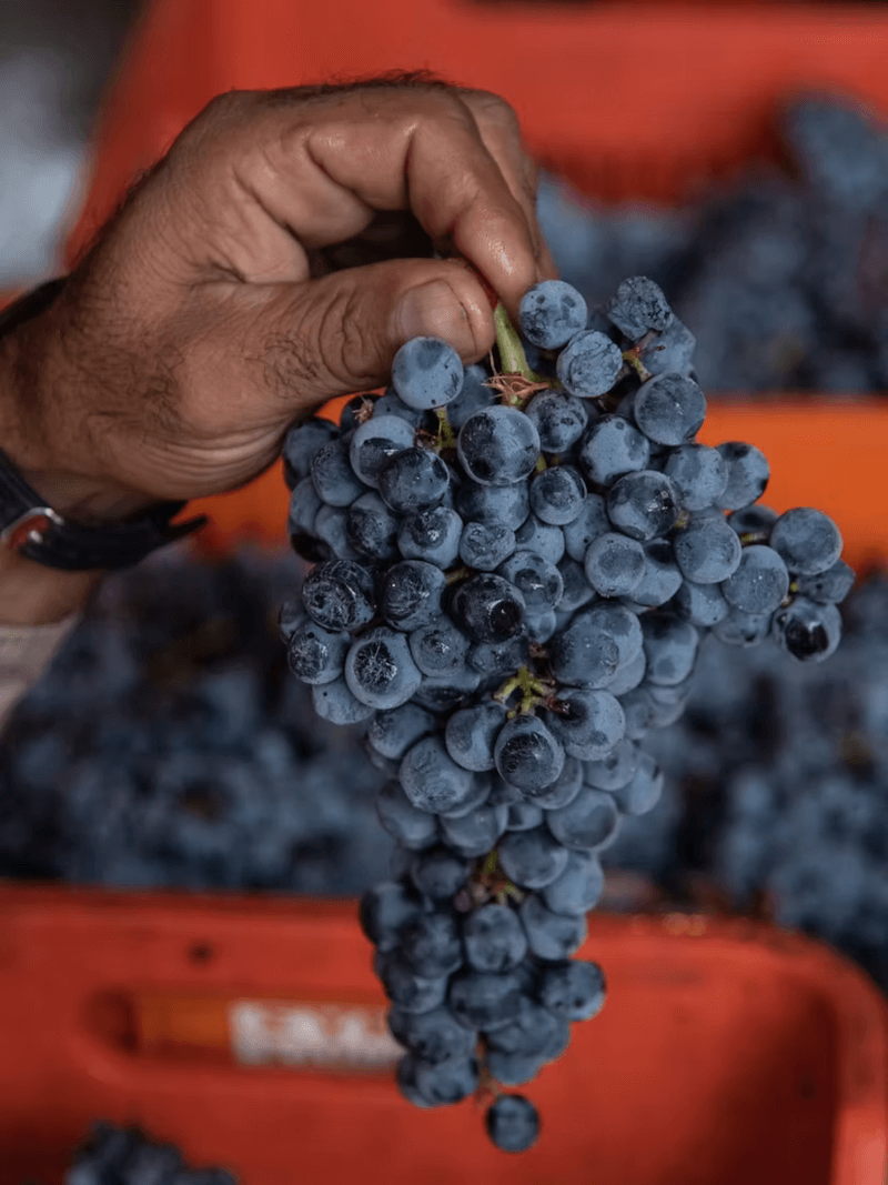 マノウサキスワイナリーのブドウ