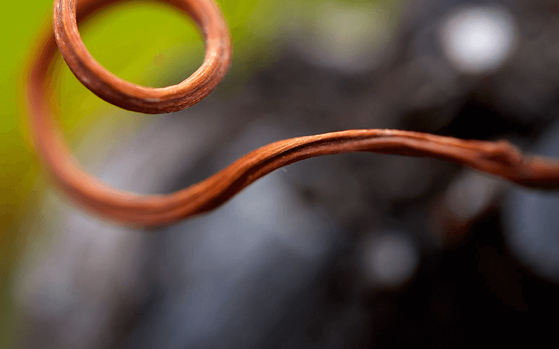 メゾン・デラス・ヴィーヌ・オブ・ア・ヴィーヌ