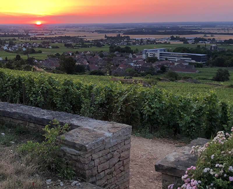 weingut-domaine_de_la_vougeraie-weinberg-2