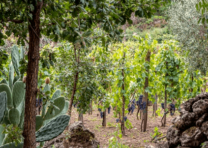 ロッカパーチャータ・ヴァインズ