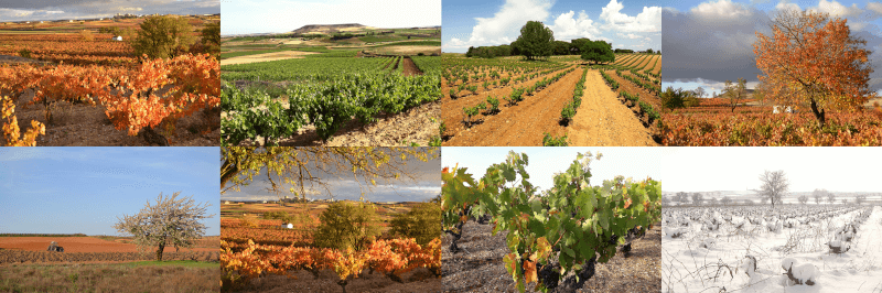 ボデガス・イ・ヴィネドス・バルデリス ホーム