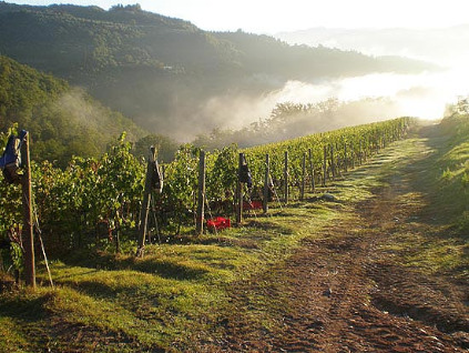 標高300mでは、レンゾ・マッシのワイナリーで使用されるブドウ品種が熟し、生育しています。 標高300mでは、レンゾ・マッシのワイナリーで使用されるブドウ品種が熟し、生育しています。