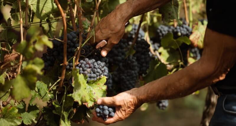 weingut-vinicola_federici-weinberg weingut-vinicola_federici-weinberg