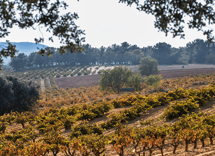 典型的なブッシュ状のつる植物 典型的なブッシュ状のつる植物