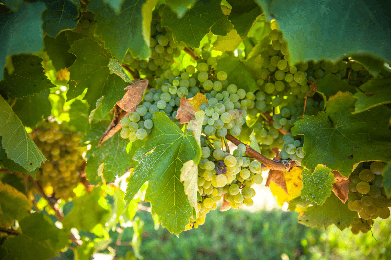 ドメーヌ・サン・ランヌ ぶどう