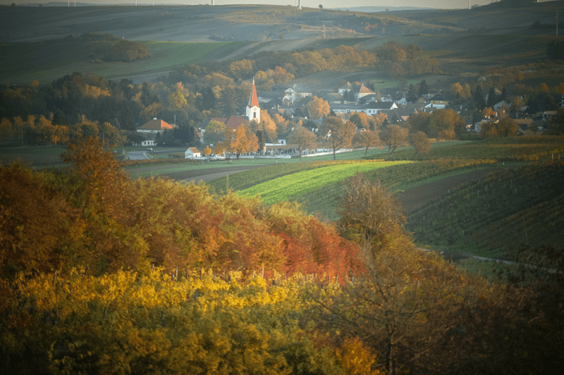 ヴァインリーダーのワインクオーター