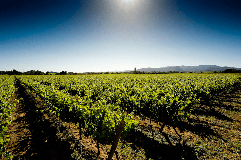 テラ・デ・マルカ ワインプレート