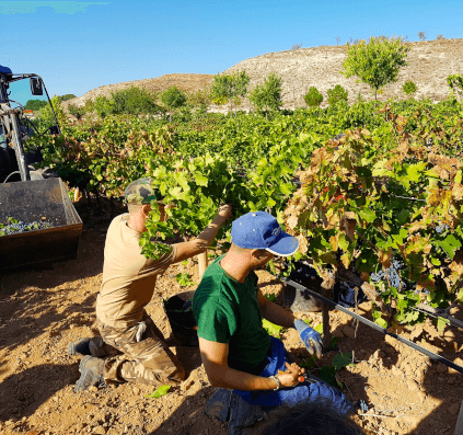 フィンカ・ラ・エスタカダでの収穫