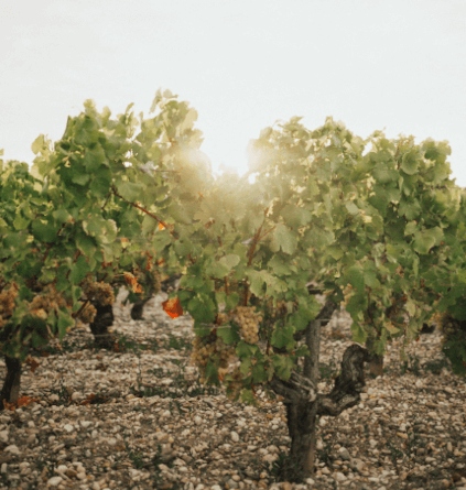 葡萄の木から日が差し込む