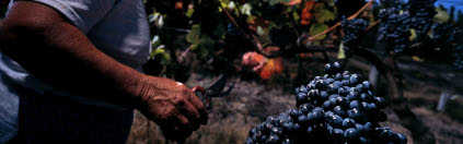 主に土着品種がキンタ・ド・ポルタルの葡萄園で健やかに育つ