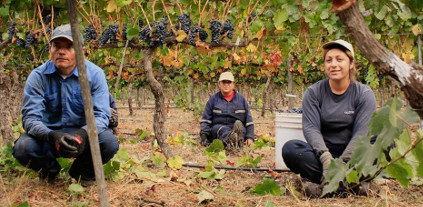 スタッフ-カリテラ・ヴィンヤード