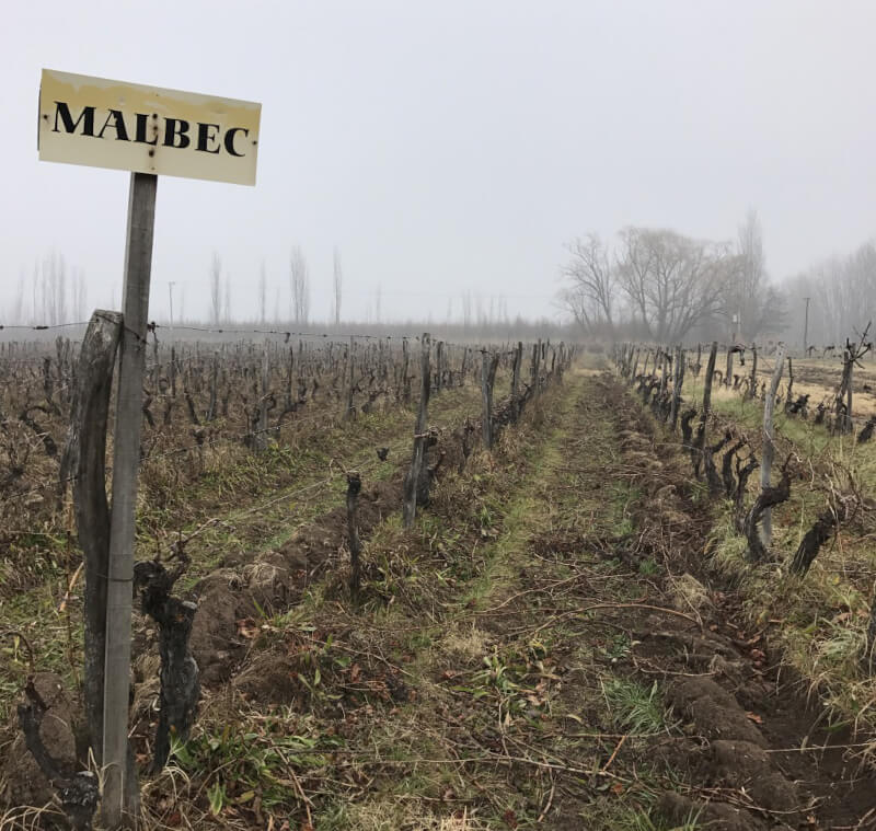 Bodegas Miras Malbec Weinberge