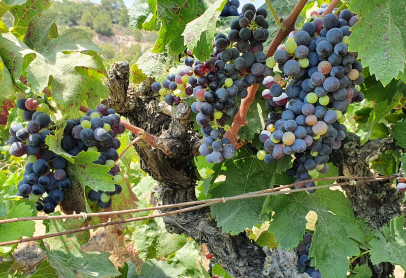 マイア・ワイナリー・オールド・ヴァインズ マイア・ワイナリー・オールド・ヴァインズ