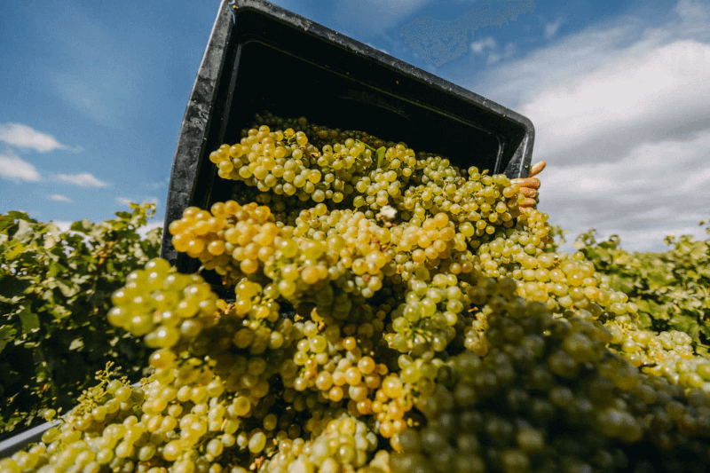 ミスティ・コーブ・ワインのブドウ