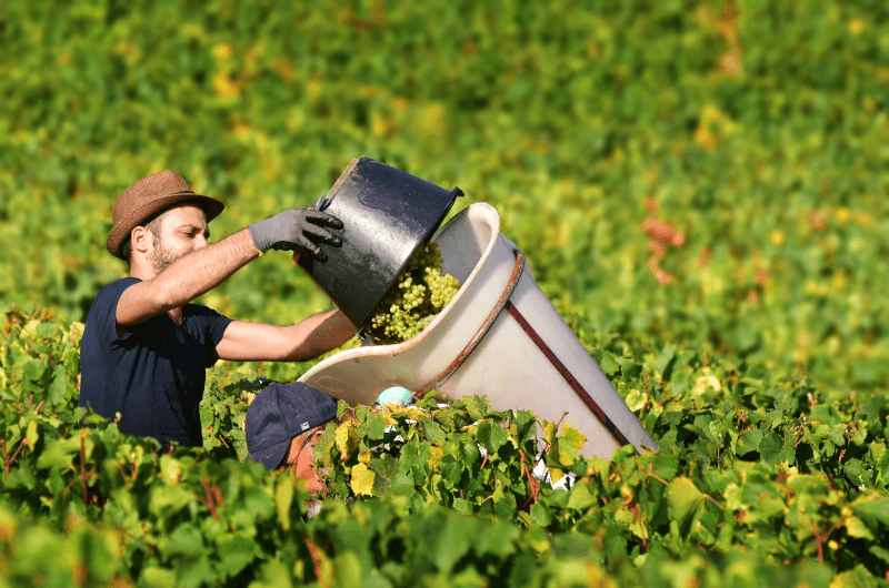 コート・ドールでの収穫