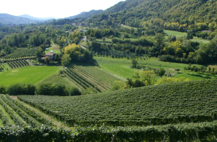 コッリ・トレヴィジャーニのプロセッコ・ヴィンヤード コッリ・トレヴィジャーニのプロセッコ・ヴィンヤード