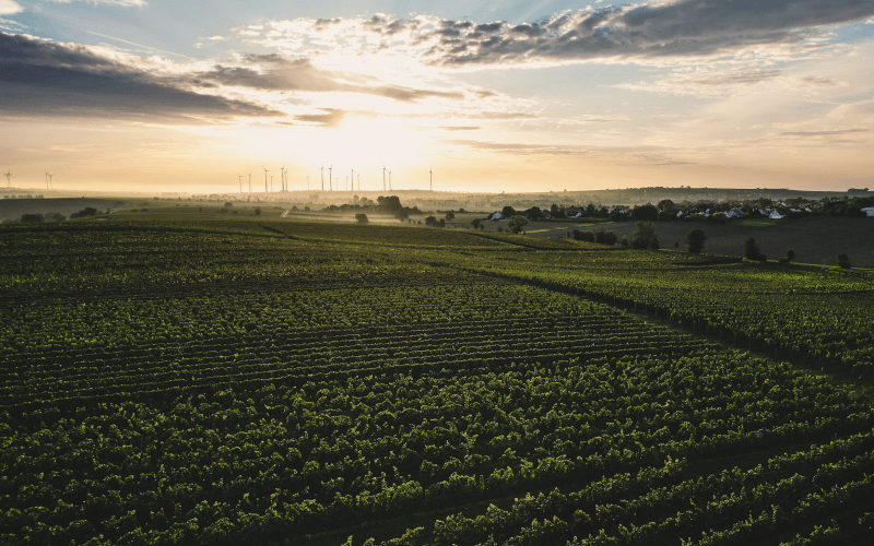 ヴァイングート・ヴィンターのブドウ畑