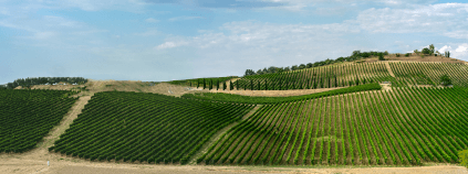 モンテプルチアーノ近郊のブドウ畑