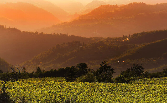 カステロ・ポミノ・ヴィンヤード カステロ・ポミノ・ヴィンヤード