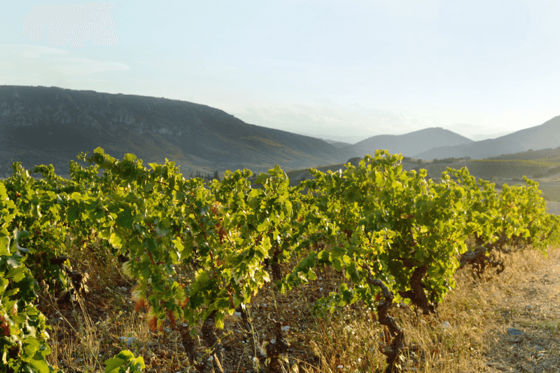 Das schroffe Terroir von Corbières