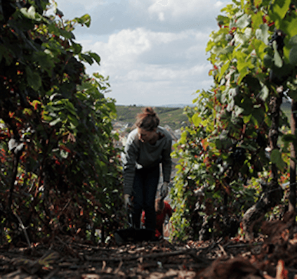 ルイ・ロデレールでの丁寧なぶどう収穫