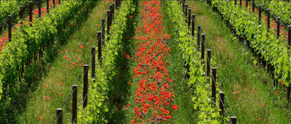 健全な自然は健全なブドウの木を生み出す