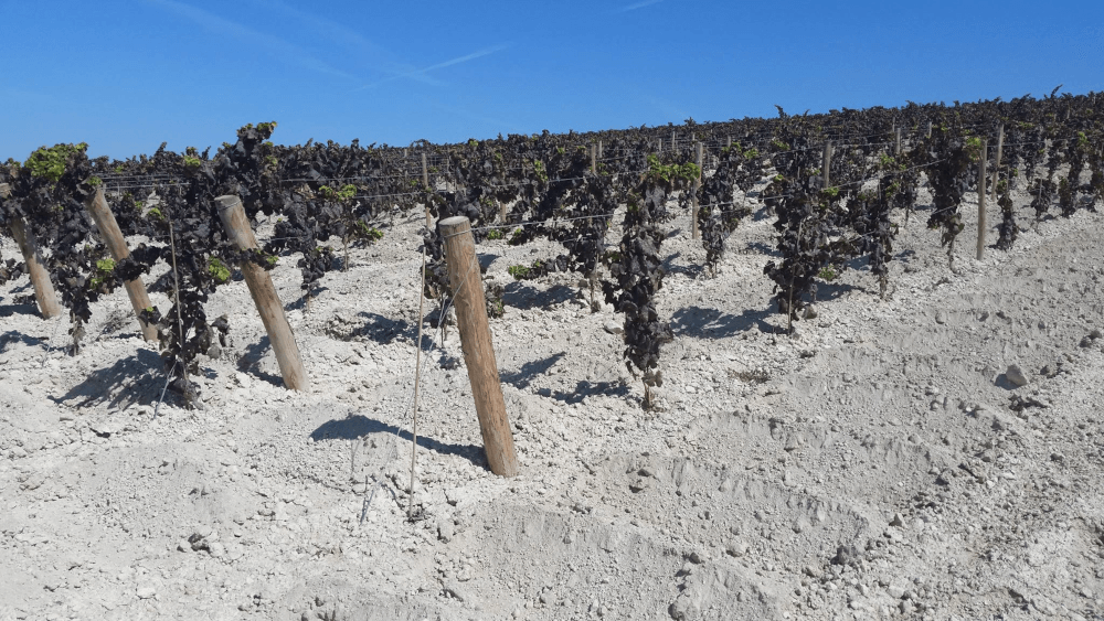 石灰岩の床 石灰岩の床