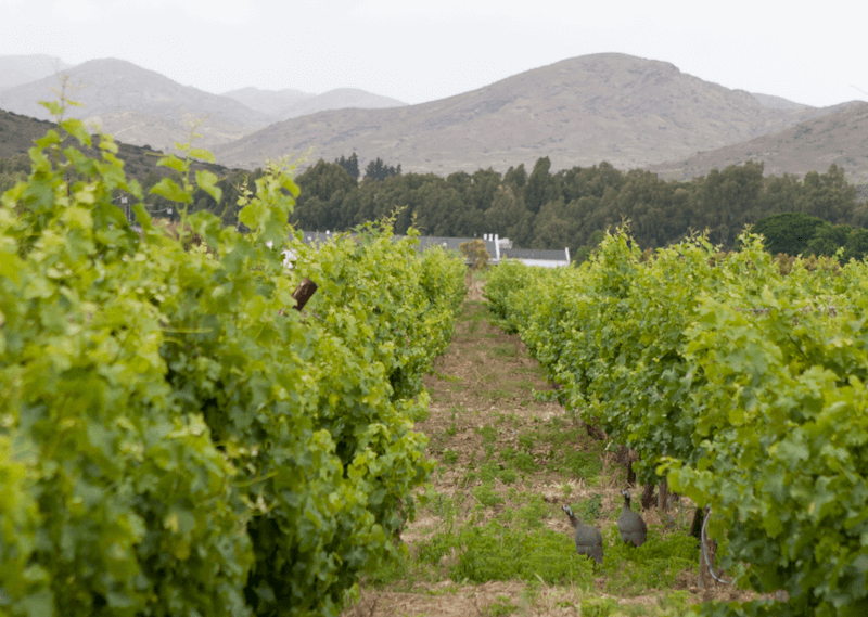 グロービス・ワイン・ヴィンヤード・ビュー