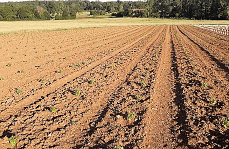 Domaine Cordaillat 土壌構成