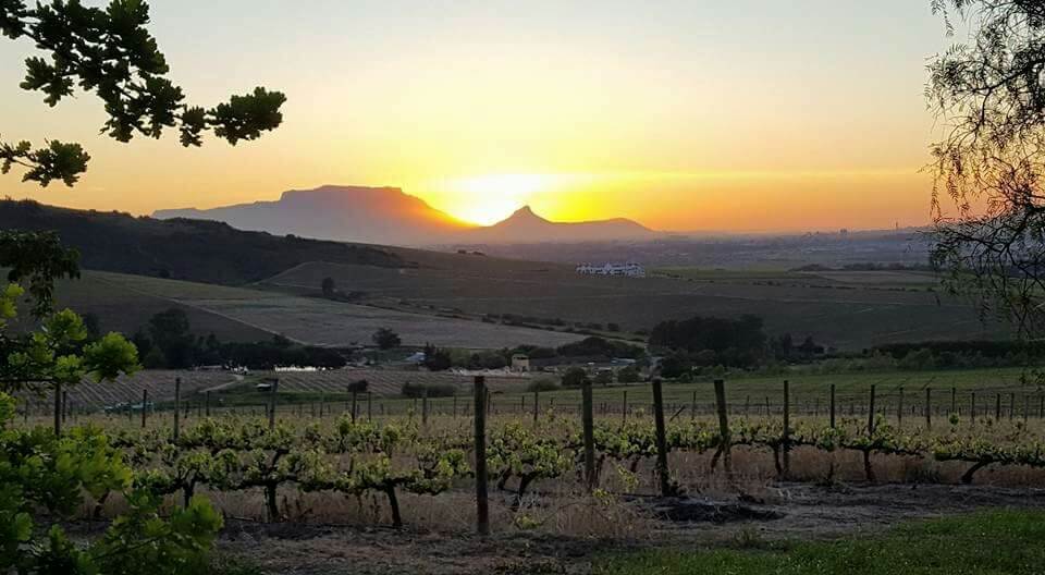 カープジヒトのブドウ畑に沈む夕日