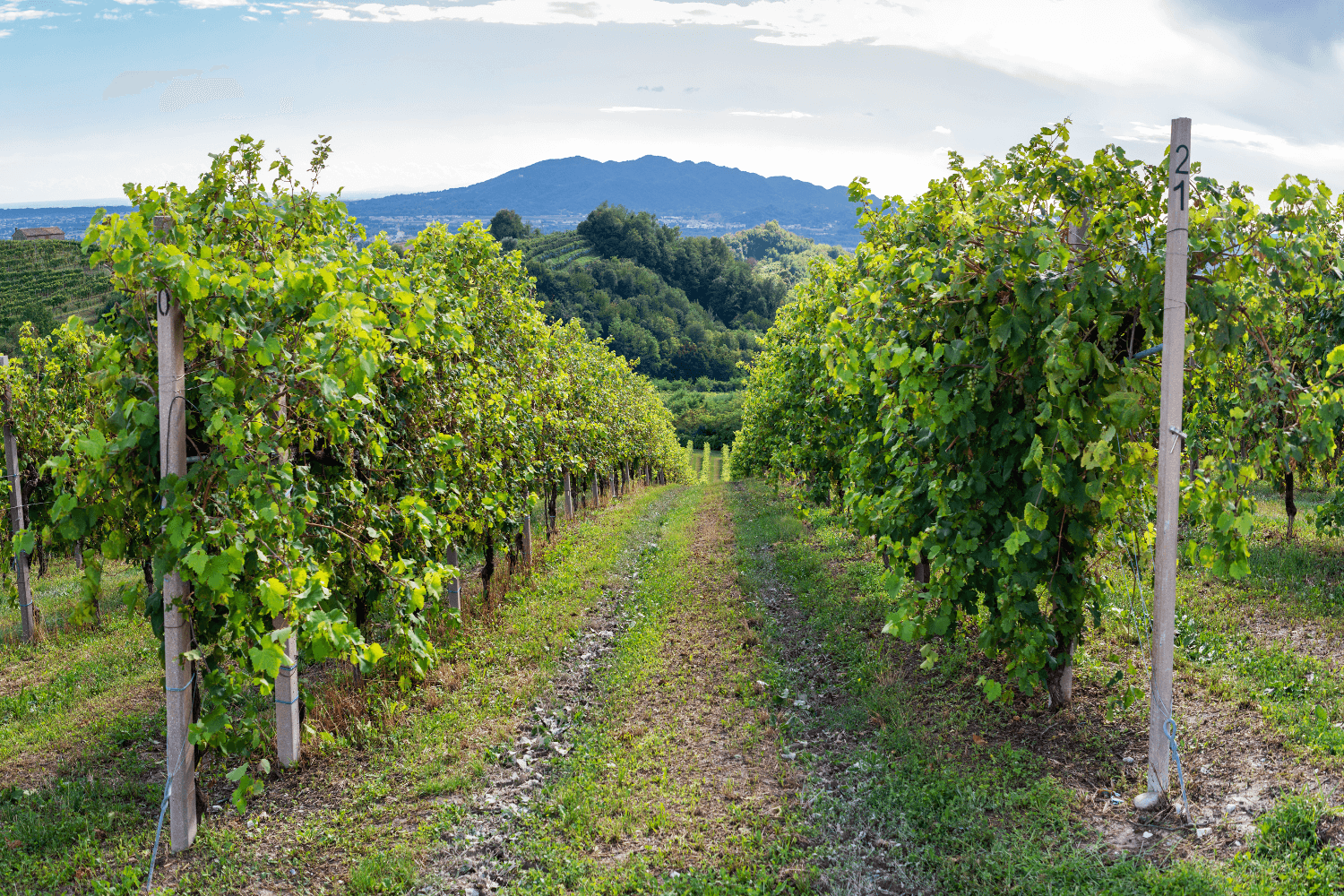 ボスコ・マレラ・ヴィンヤード