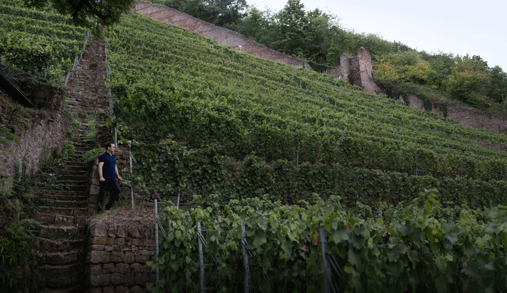 ワイナリー フアスト・ヴィンヤード・シュロスバーグ ワイナリー フアスト・ヴィンヤード・シュロスバーグ