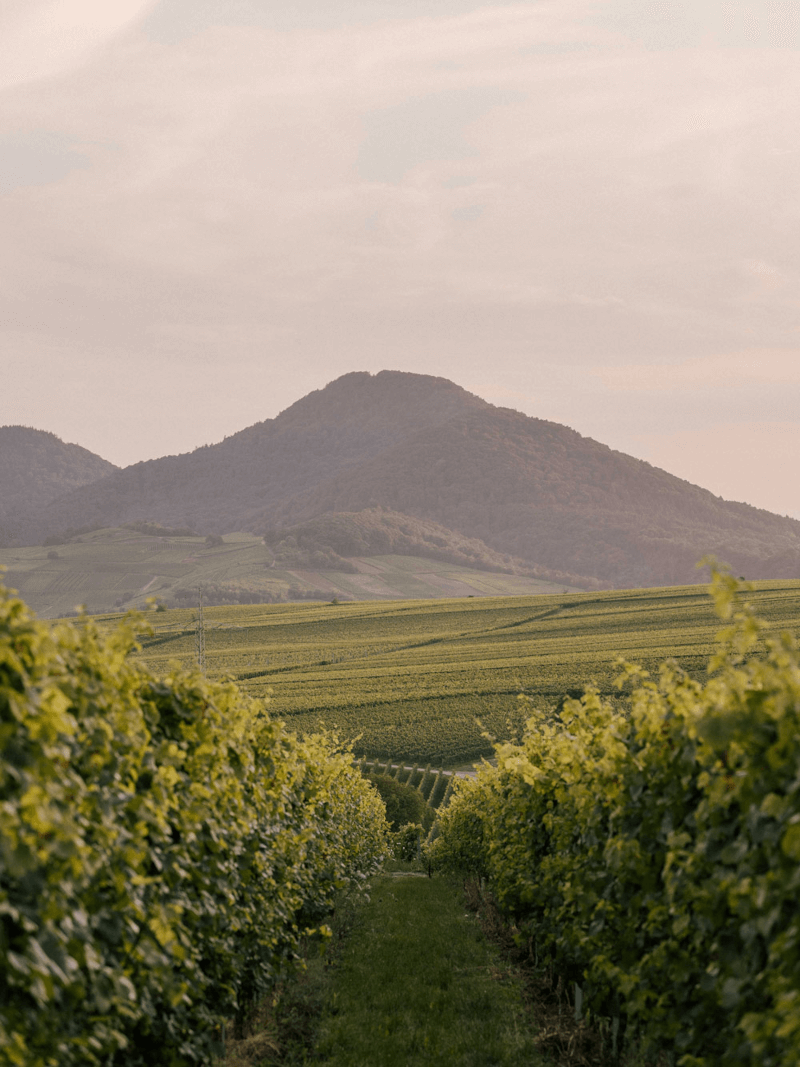 ヴィラ・ホフドーヴァーのぶどうの木