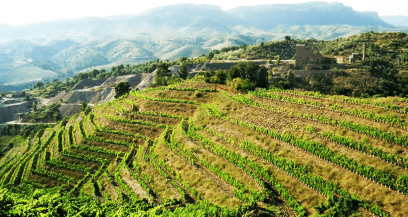 棚田を見渡す 棚田を見渡す