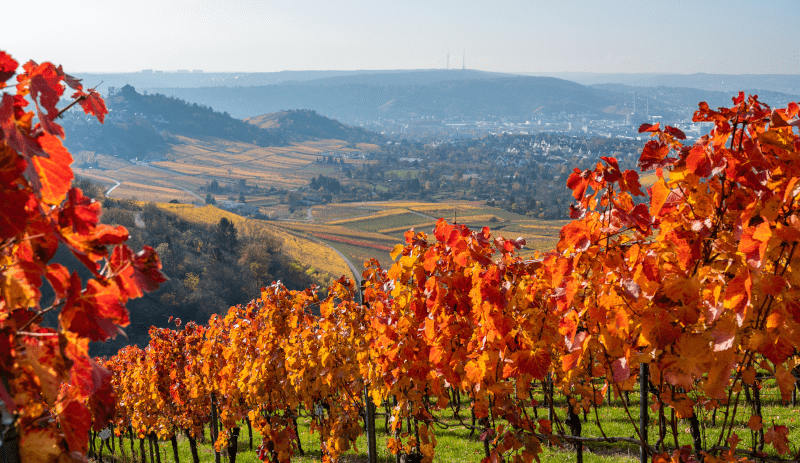 ヴュルテンベルク州のブドウ園 ヴュルテンベルク州のブドウ園