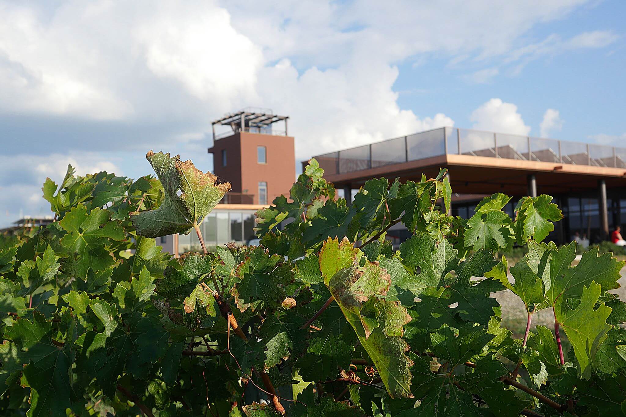 カンティーナ・カサ・ディ・テラ