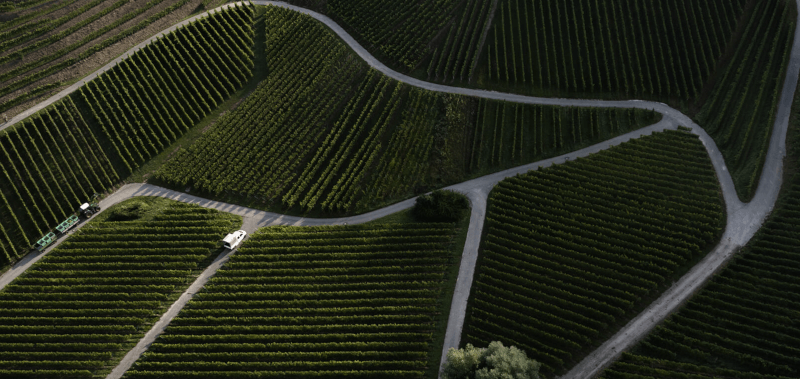 オルテンベルク城のワイン畑