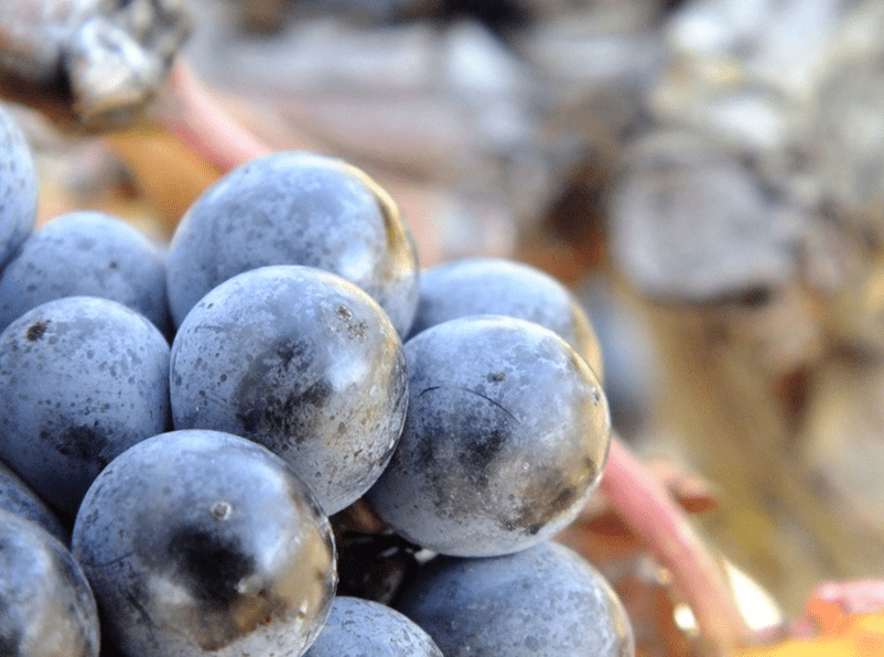 自生するブドウ品種は、## 0 ### の心臓部です。