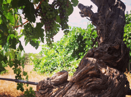 Torbreck Vintnersのブドウ畑